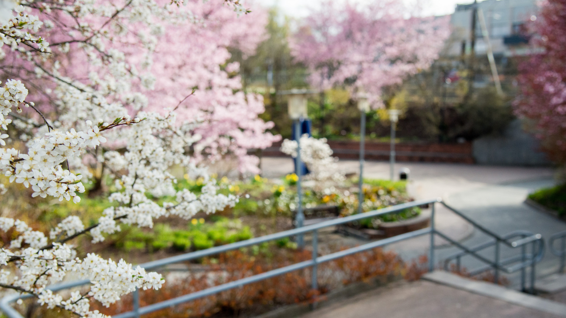 Vita och rosa blommande träd med torget i bakgrunden.