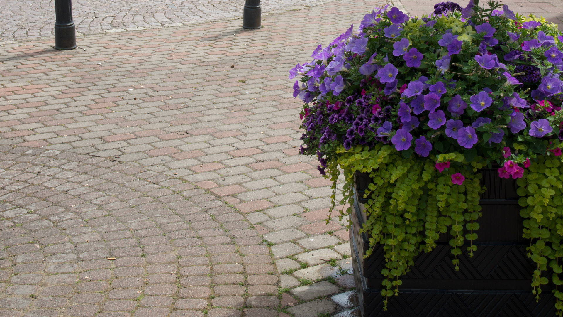 Blomlåda med blå blommor.