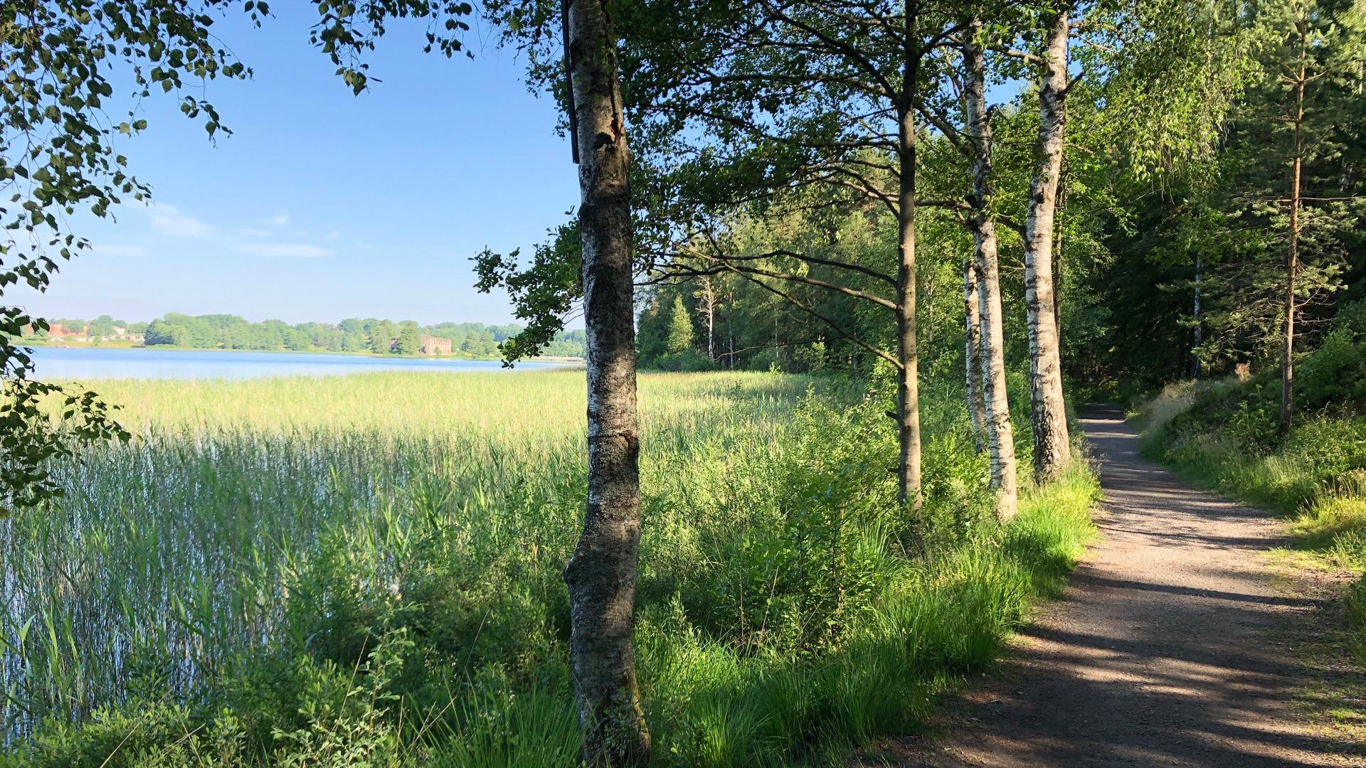 Grusad stig, träd, vass och sjö i bakgrunden.