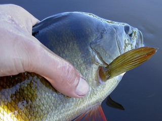 En hand som håller i en fisk.