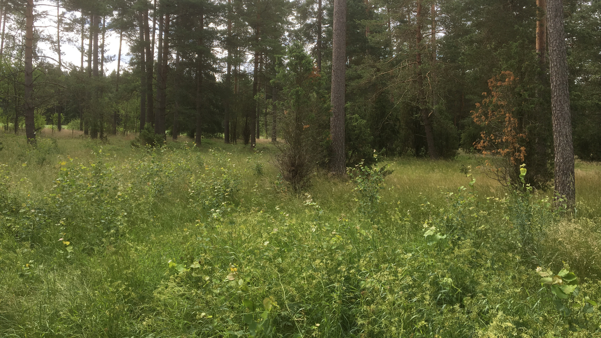 Gravfält Norra Ljunga längsmed Sävsjö Häradsväg