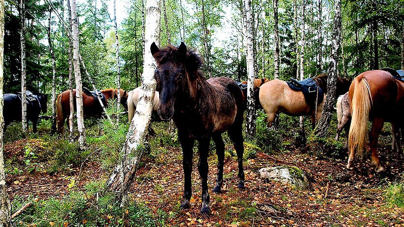 Flera hästar i en skog